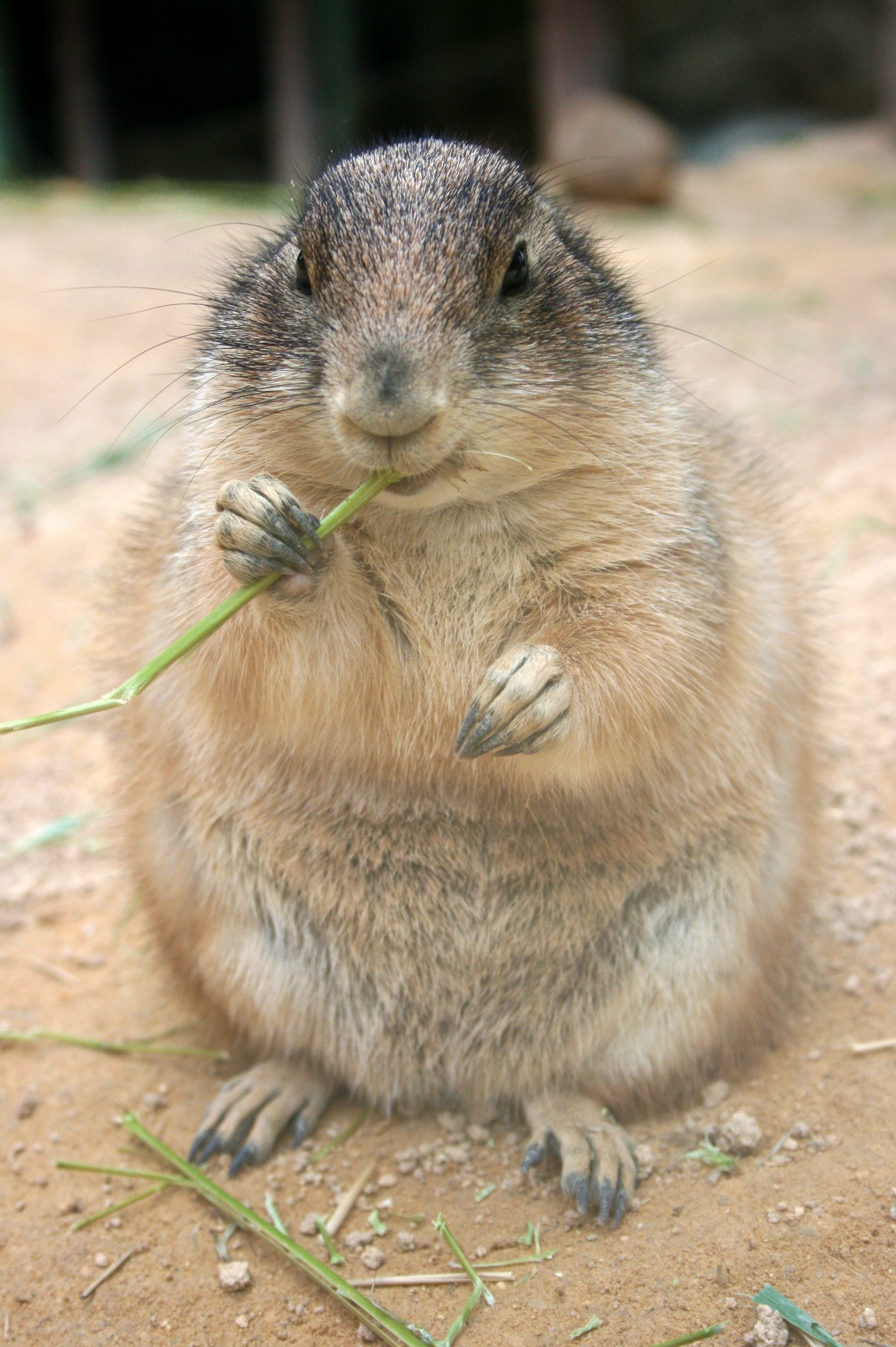 Prairie Dog from Mundomar Benidorm perrito de la pradera1